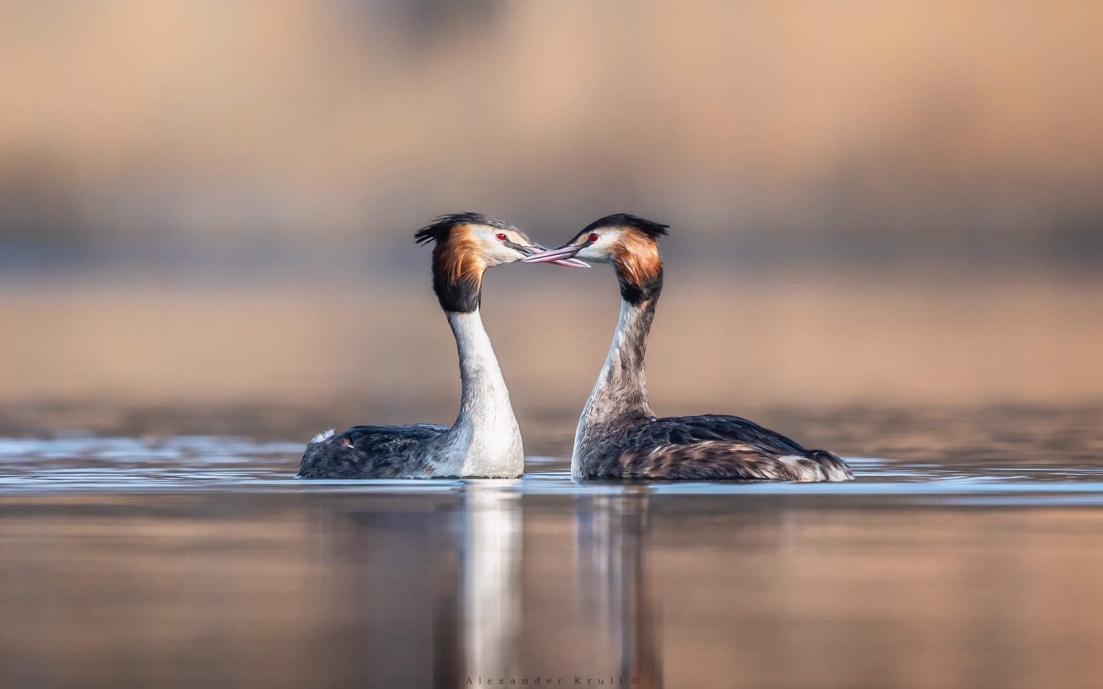 Птичья любовь большая поганка чомга podiceps cristatus