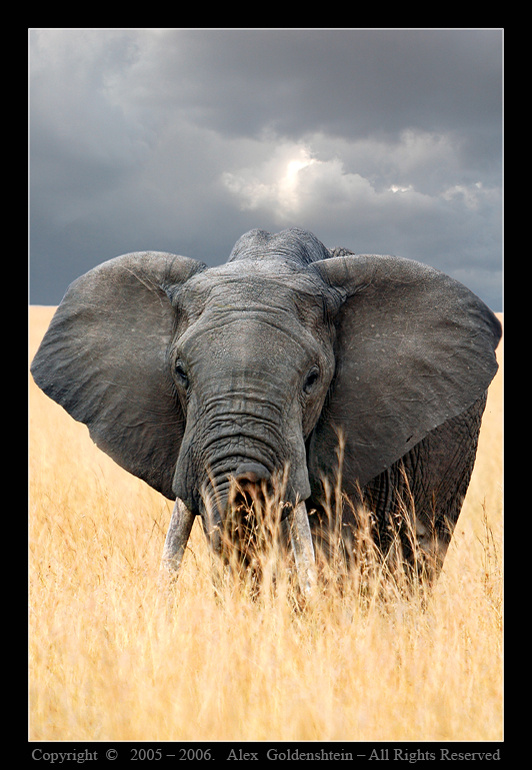АФРИКАНСКИЙ СЛОН (Loxodonta africana). Африка, Кения, Масай-Мара.