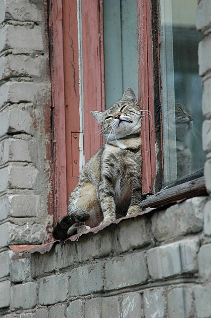 Мурзик кот, звери, любовь, радость, удовольствие