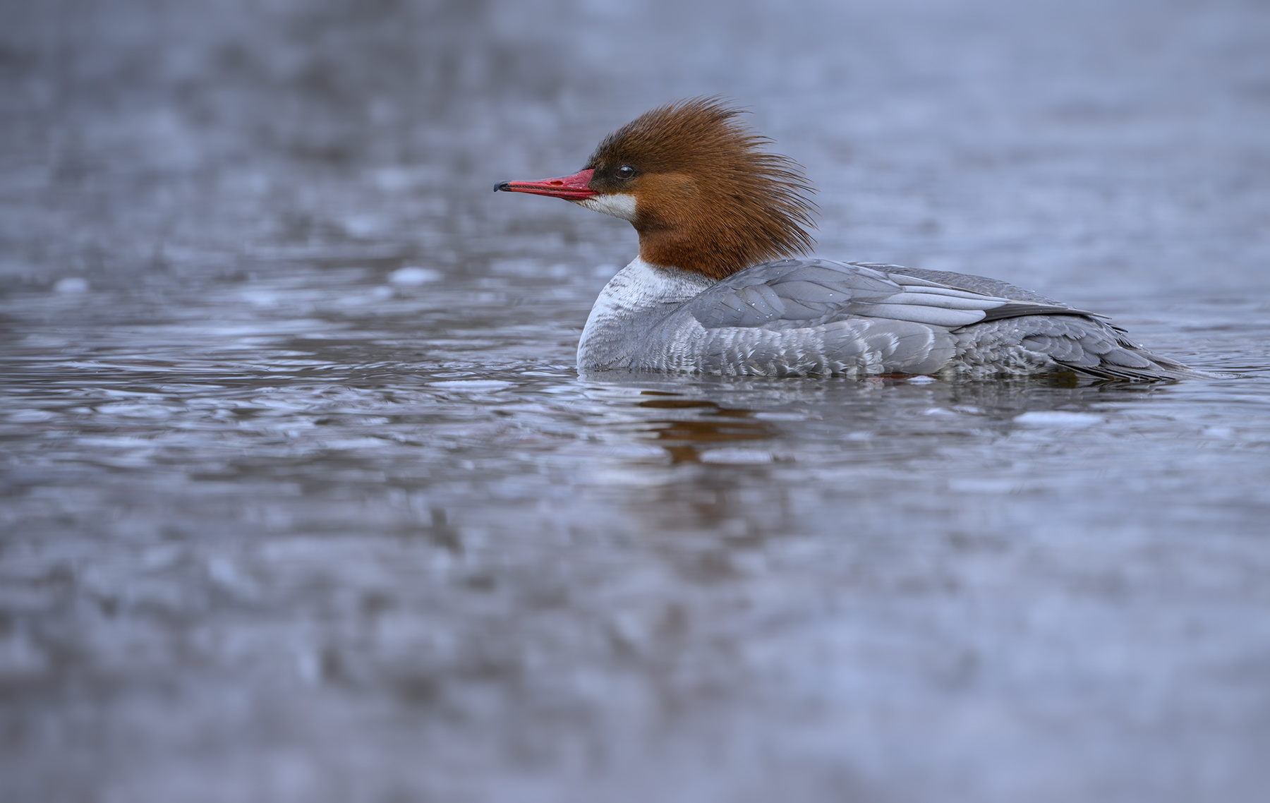 Common merganser (f) 