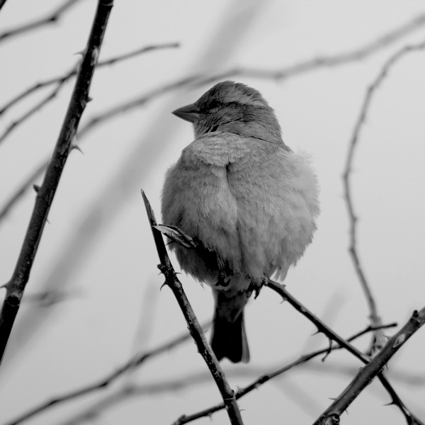 Sparrow 