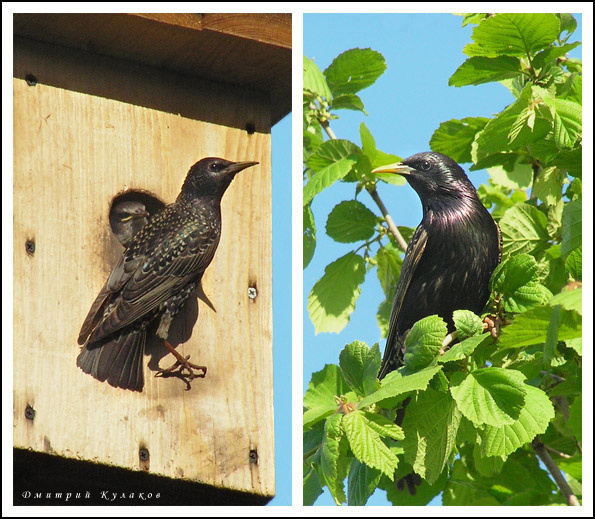 Семья скворцов Скворечник Скворцы Sturnus vulgaris
