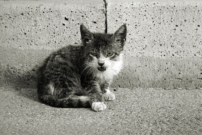 Evil Cat революция