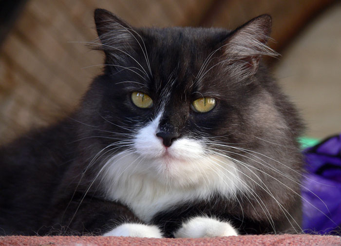 eti glaza naprotiv cat