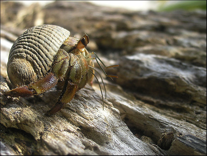 Про крабов:  Попробуй догони :) КостаРика, Very busy crab
