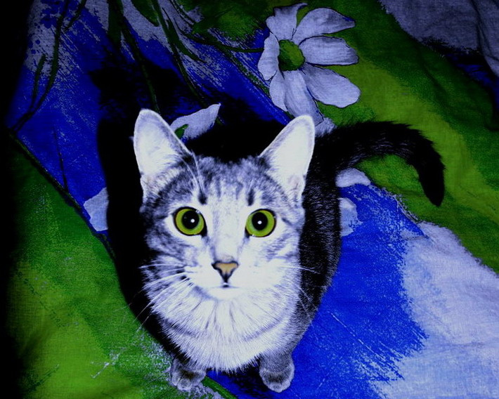 Юная модель кошка, пробуждение