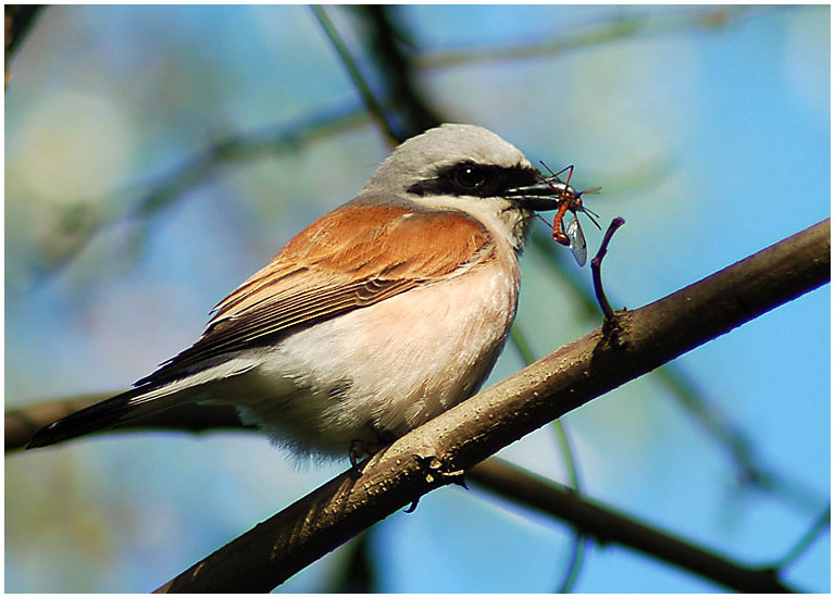 Жулан обыкновенный ( Red — Shrike ) жулан