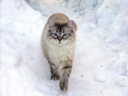 Снежный кот кот зима снег