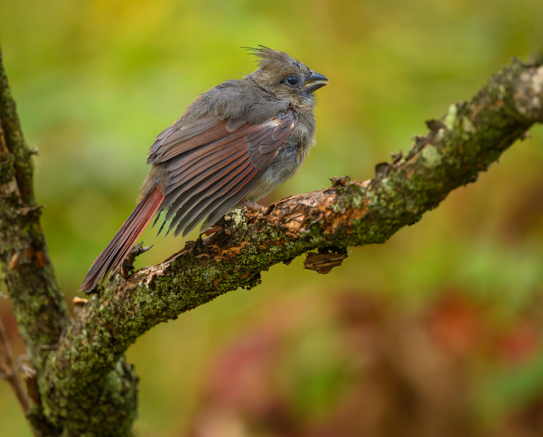 Northern cardinal (female juvie) 