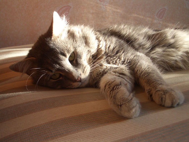 Тихон Кот, солнце, полосатый