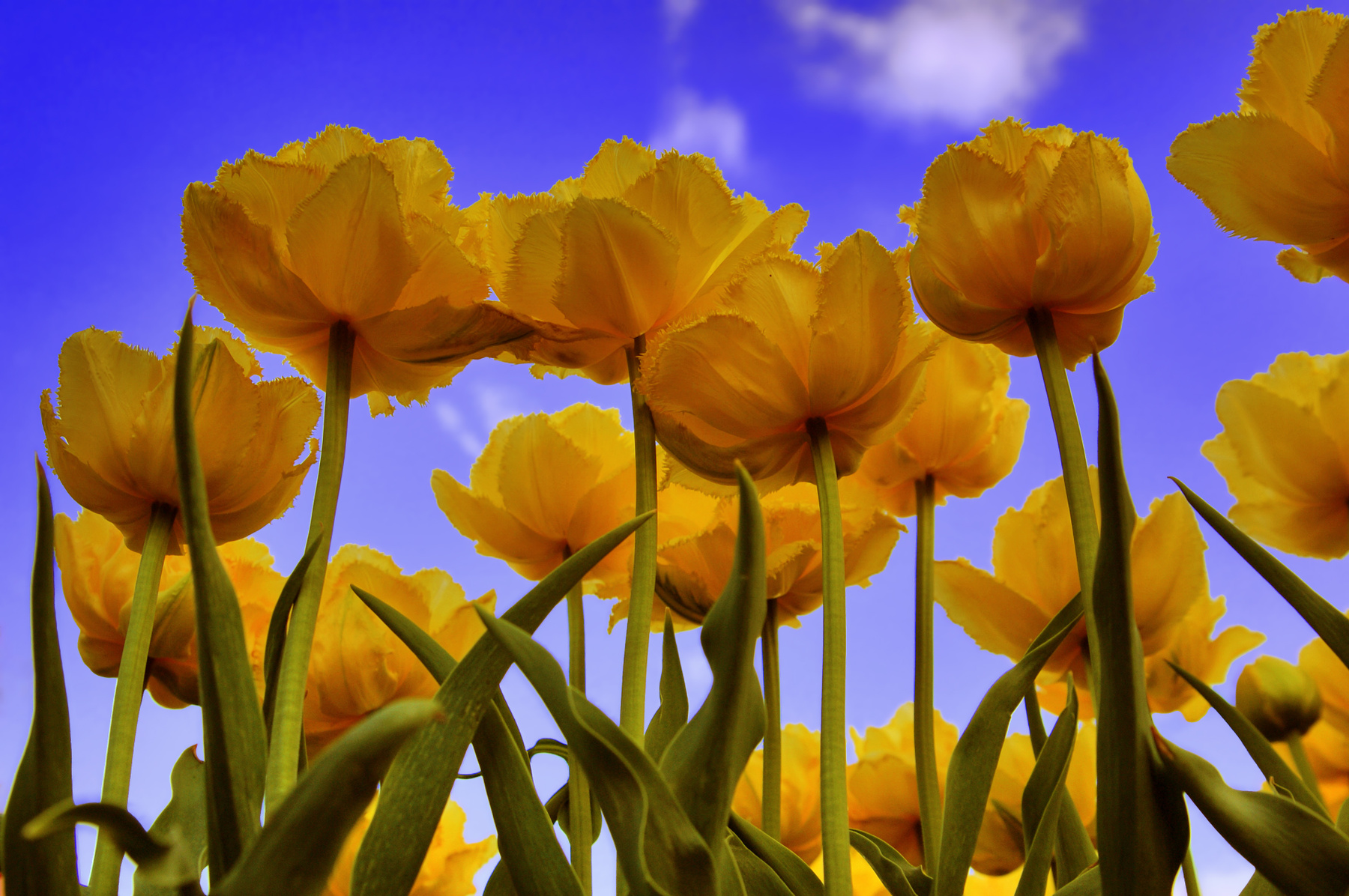 К Празднику цветы природа весна тюльпан tulips тюльпаны май