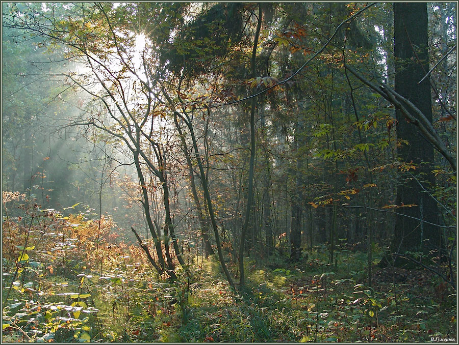 Лето Подмосковье, сентябрь, утро, лес, туман, солнце, лучи