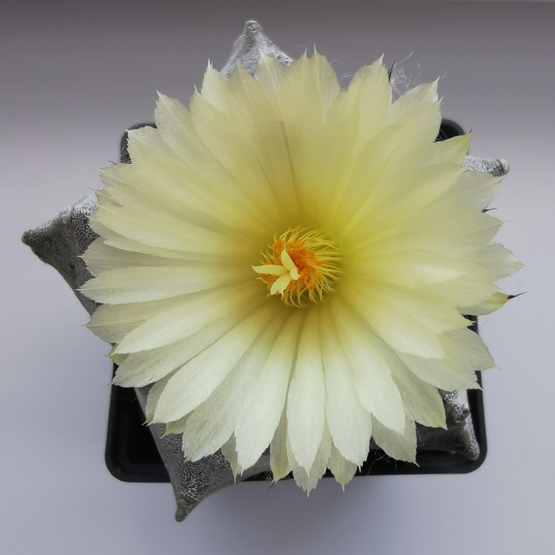 Astrophytum Myriostigma astrophytum myriostigma кактус суккулент цветок жёлтый астрофитум