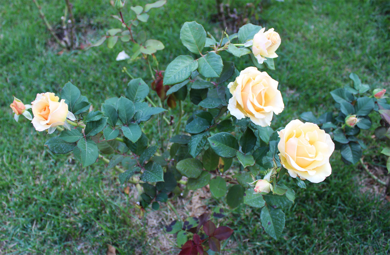 Rosa Golden Monica 