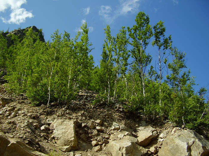 приютились на камнях камни приютились деревья
