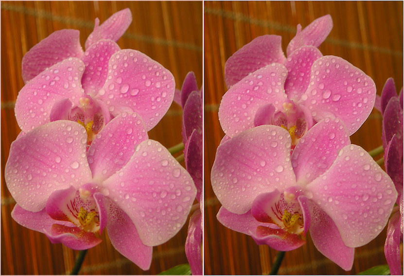 3D| и капельки воды стекали с листьев... ( посмотрите,а? ;)) ) орхидея, стерео