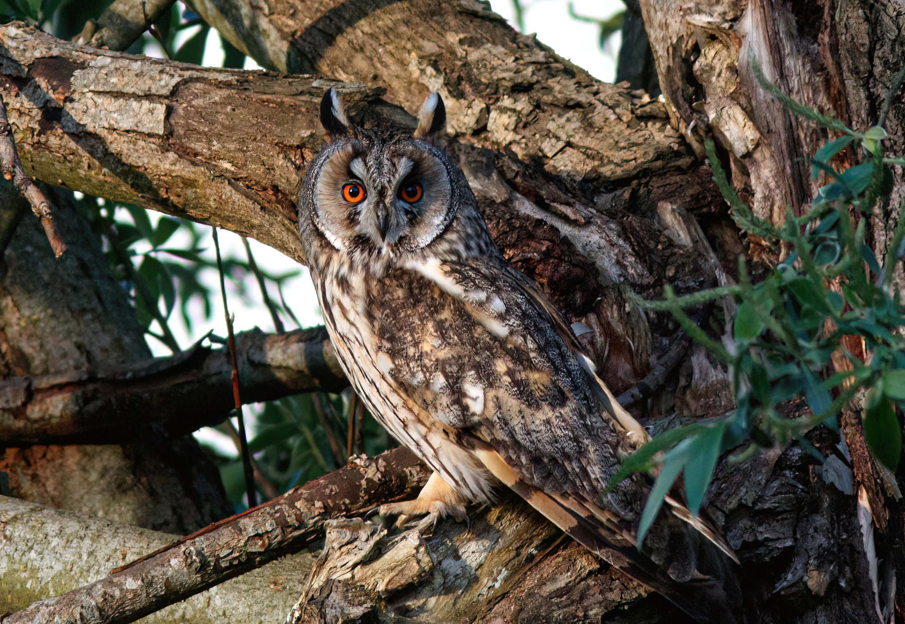 Ушастик Ушастая сова Сова Asio otus Long-eared owl Owl