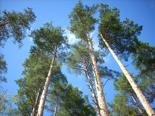 Сосны 