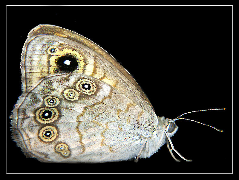 Мотылёк Мотылёк
