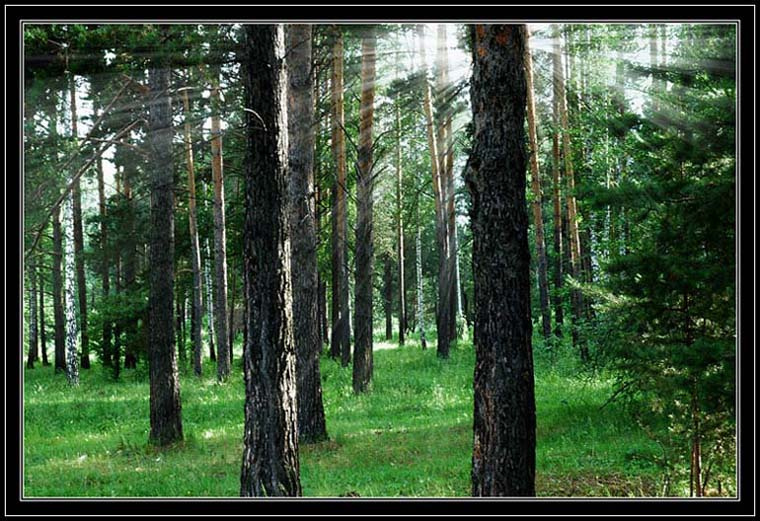 утро в лесу 