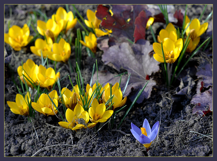 ... идучи на рать крокусы Crocus