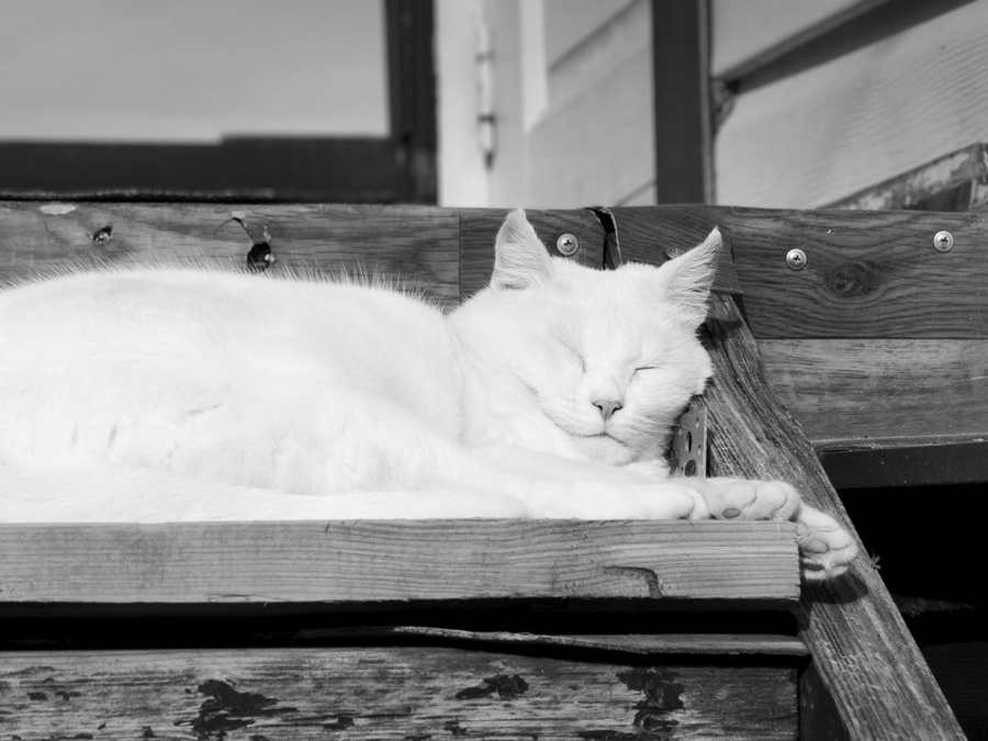 Жизнь удалась белая кошка довольная