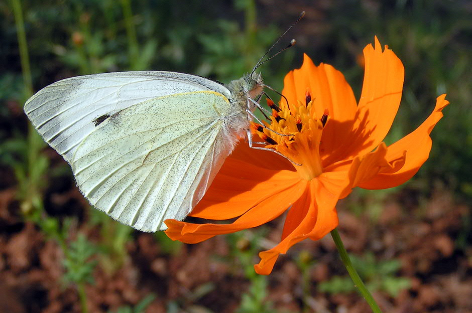 Капустница бабочка белянка Pieridae капустница Pieris brassicae лето цветок