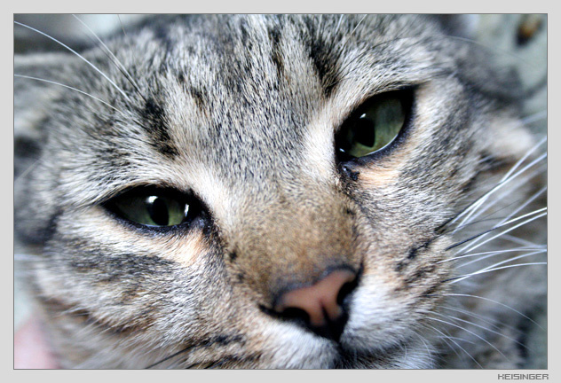 Cat Кот кошка cat