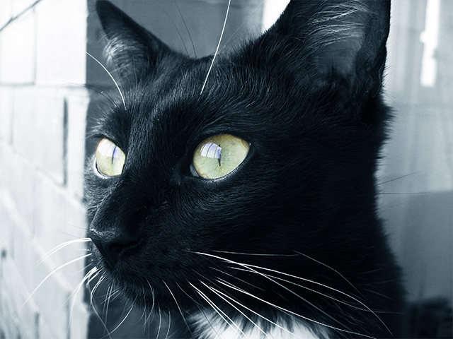 Ягодка кошко