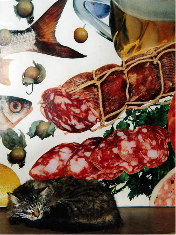 Кошачьи сны кошка сны колбаса