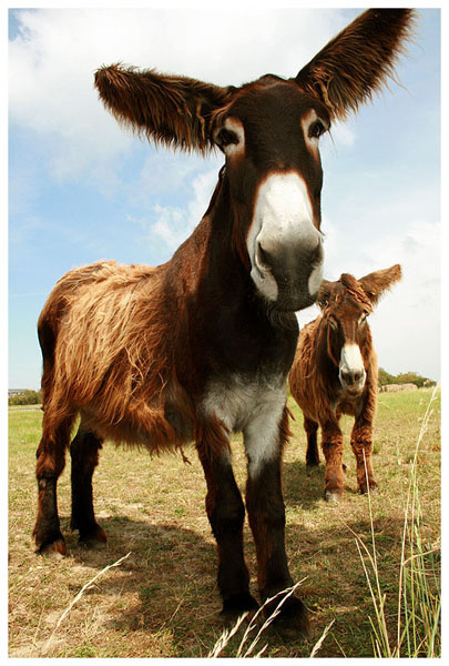 Француз ;) donkey, осел