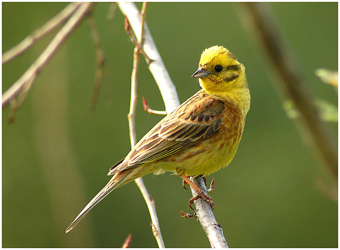 Овсянка обыкновенная (Yellowhammer) овсянка