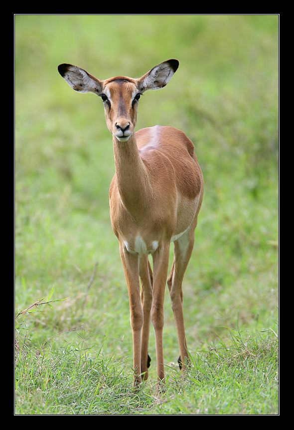 Impala 