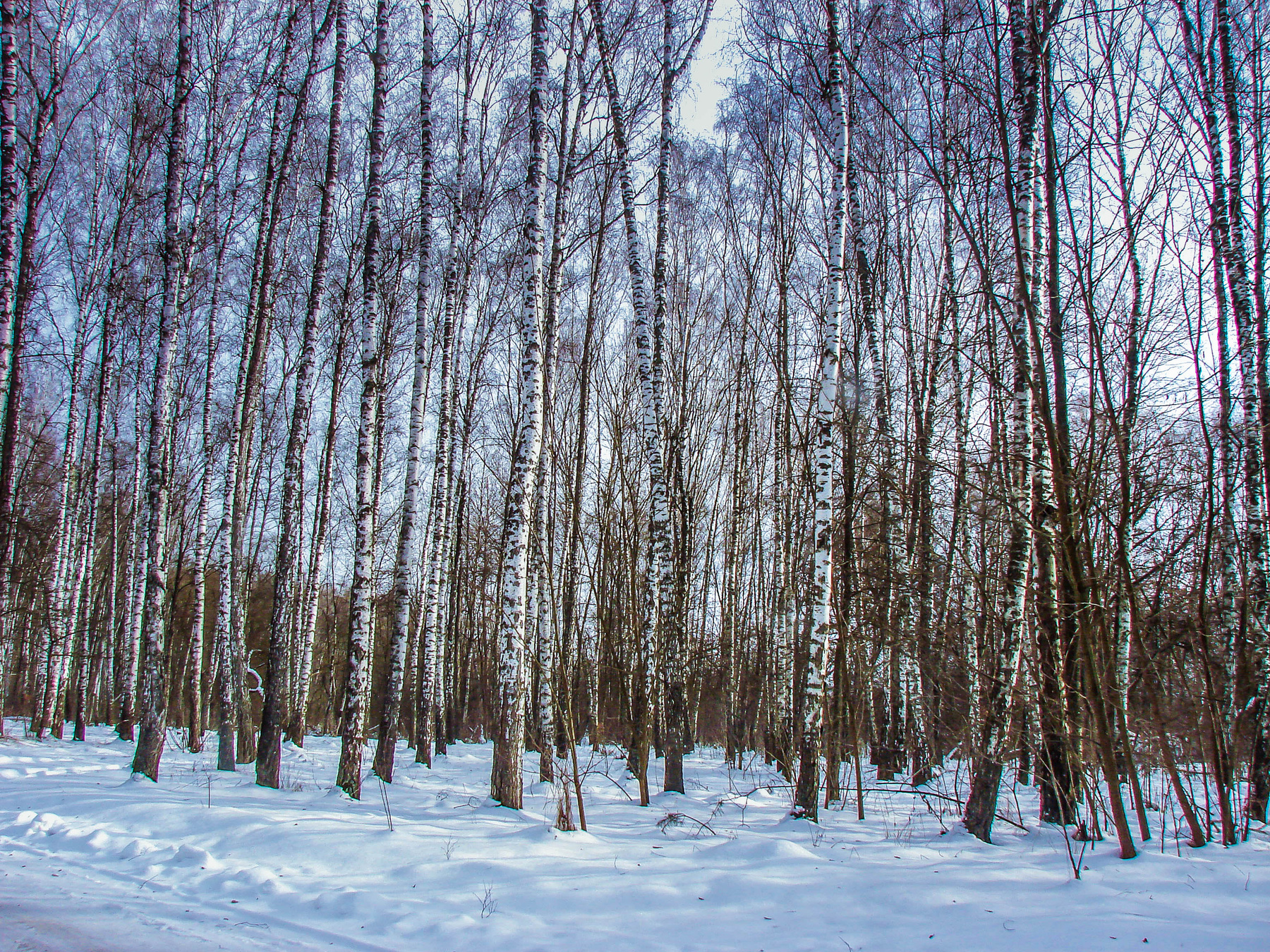 Березы 