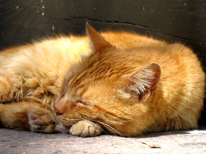 Спят усталые игрушки, киски спят... кошка, кот, киска, киса, рыжий, спит, сон, усталость, усталый, усатый, соня, нежиться
