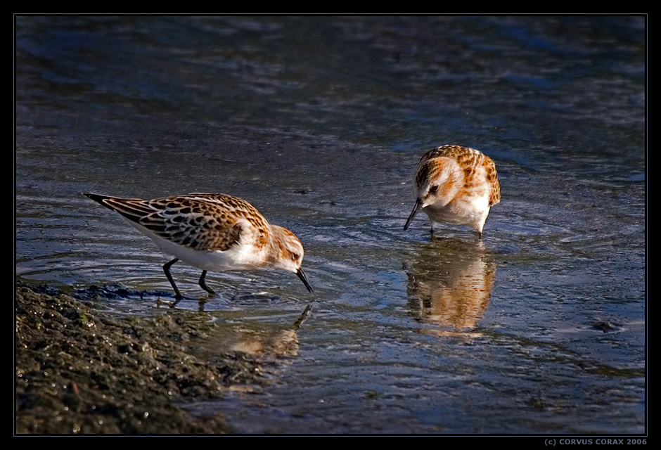 Кулик-воробей. 4 - Поделитесь вкусненьким? Кулик-воробей Calidris minuta