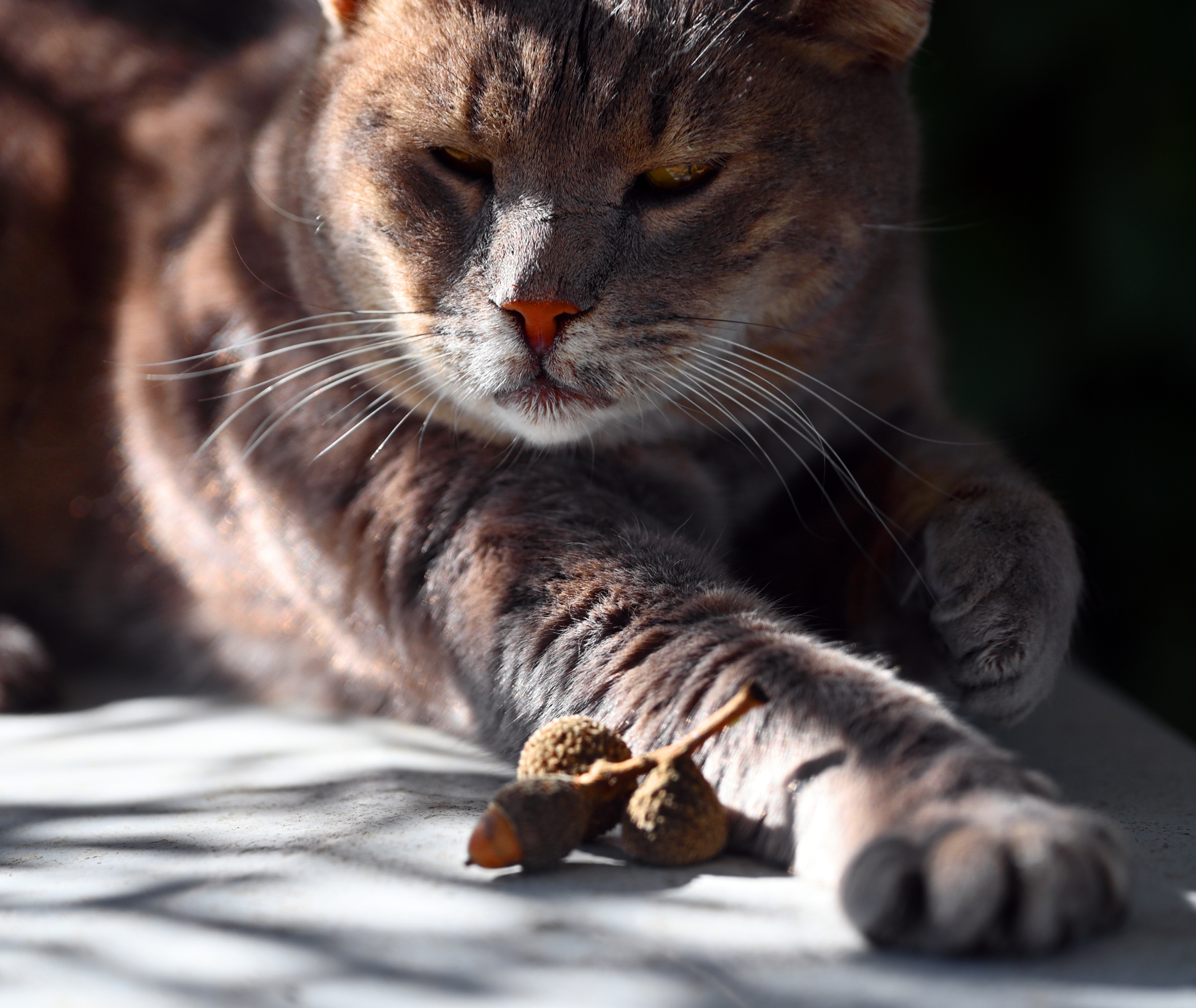 *** кот