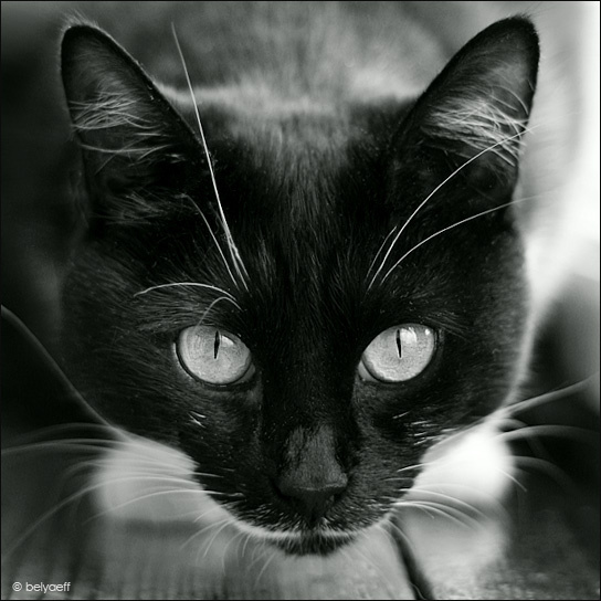 Взгляд Кошка, взгляд, глаза