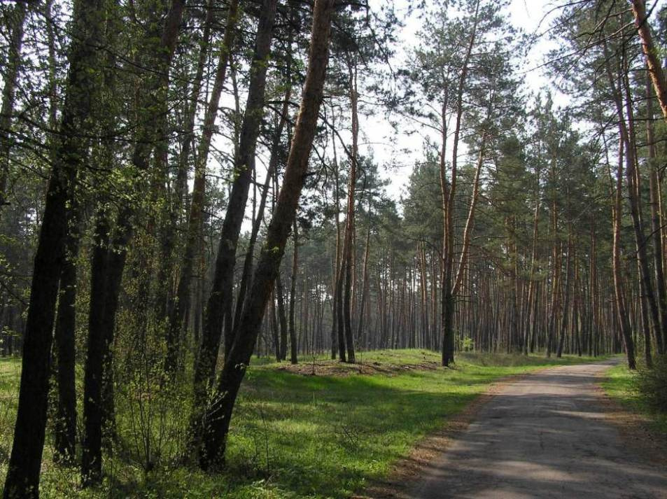 morning прогулка по лесу
