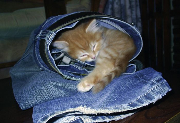 моловаты будут котенок, штаны, стол