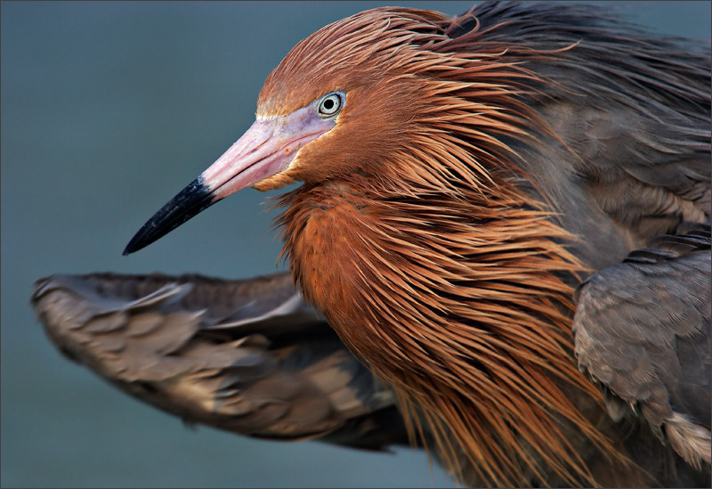 Рыжий, рыжий, конопатый красная цапля Reddish egret Florida US