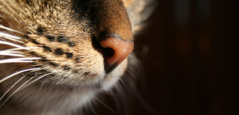 el gato кошка кот