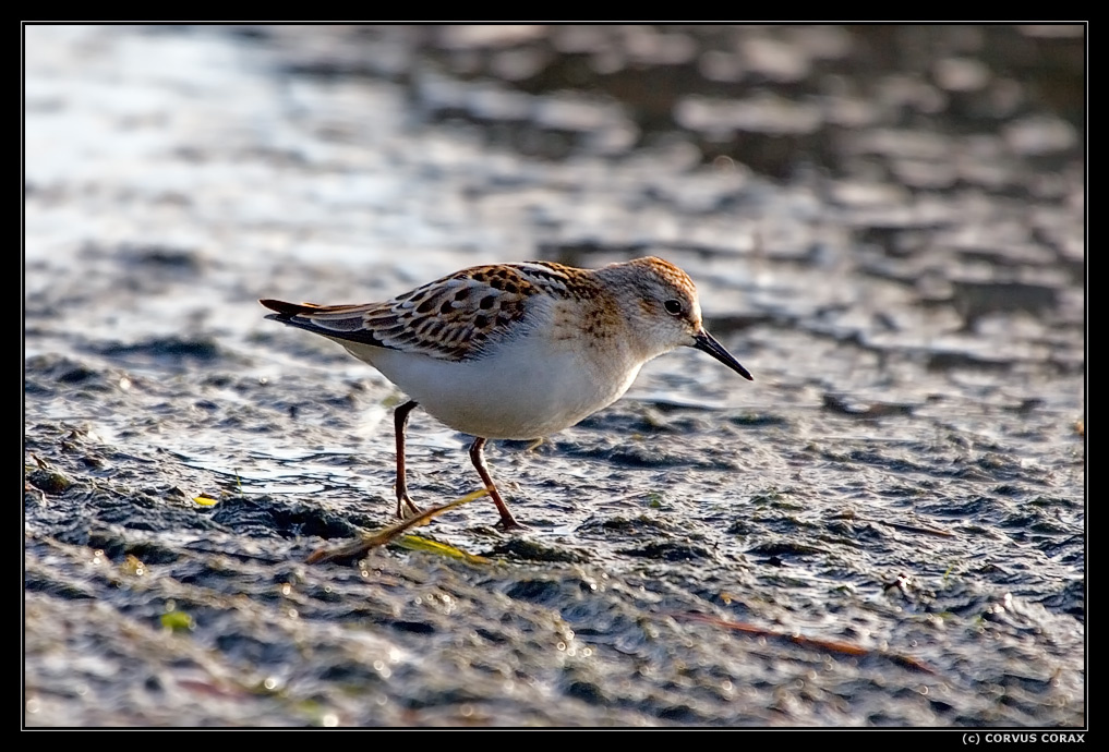 На отмели (кулик-воробей) Кулик-воробей Calidris minuta