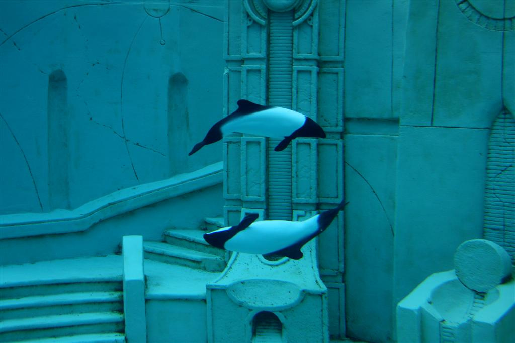 Sperm whales 
