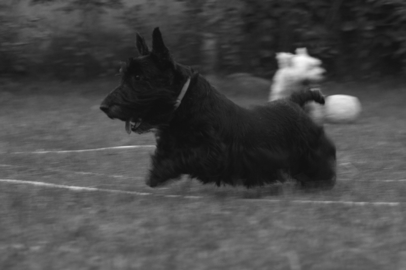 Black Dog 