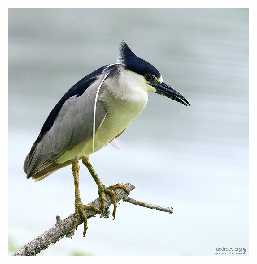 Чубчик надуло кваква Black-crowned Night Heron Техас