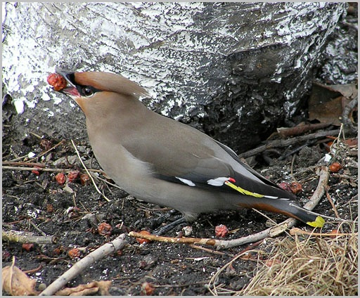 С небес на землю свиристель waxwing