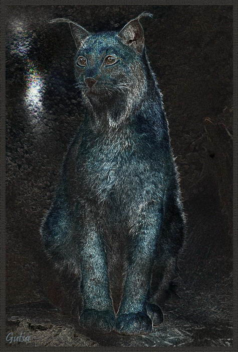 Рысь Рысь, Кошка