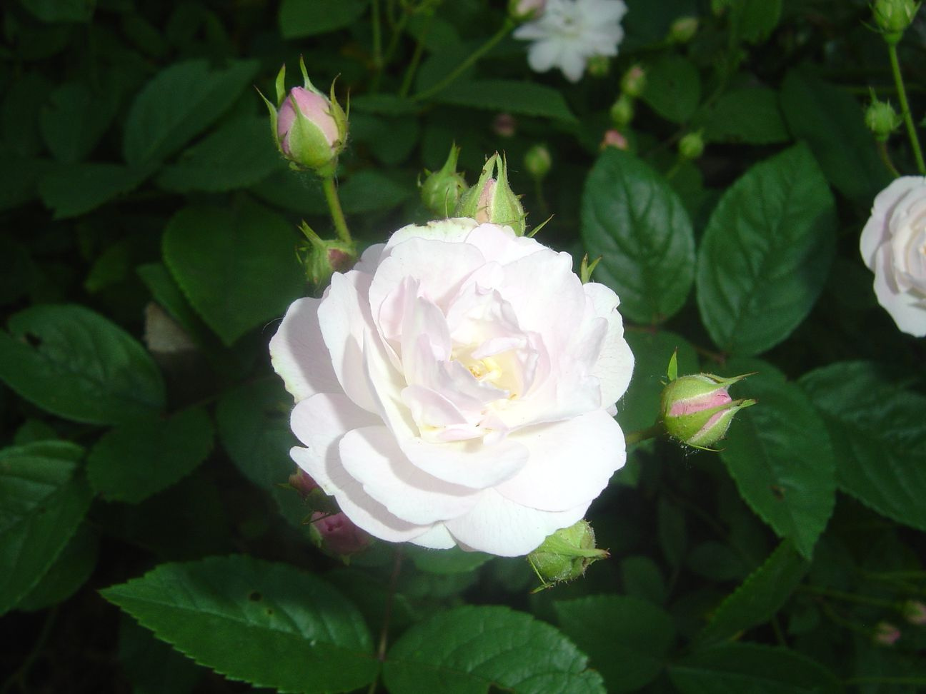 Цветочки на мыльницу 3 цветы