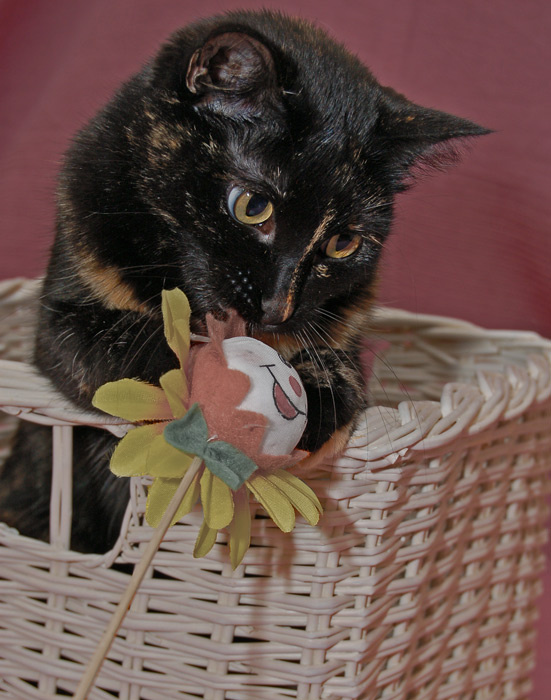 Кошка 